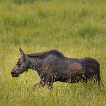 Moose Calf Determination Photos