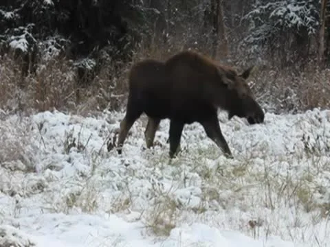 Moose calf 動画素材 8927706