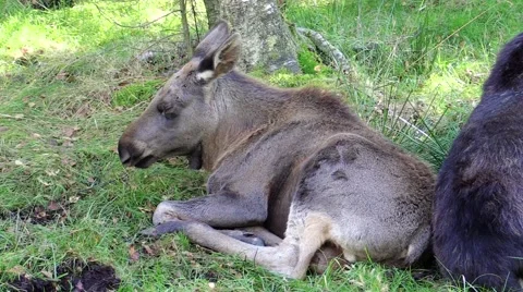 Moose calf Stock Footage 55859817