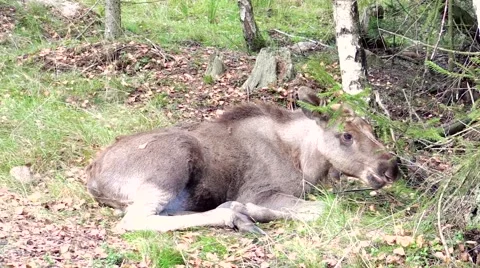 Moose calf Stock Footage 55859896