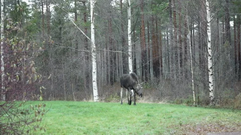 Moose (Calf) Stock Footage 137151575