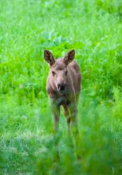 Moose calf looking at camera. Stock Photos