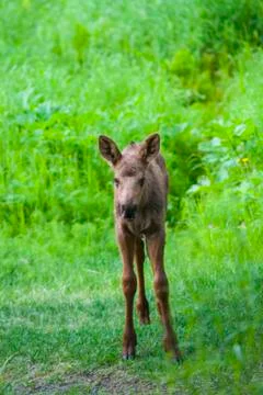 Moose calf looking at camera. Stock Photos