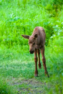 Moose calf looking at camera. Stock Photos