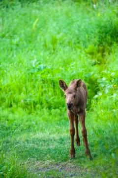 Moose calf looking at camera. Stock Photos