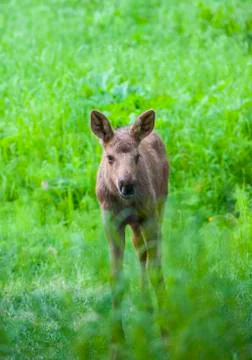 Moose calf looking at camera. Stock Photos
