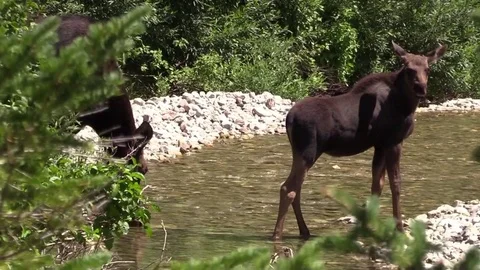 Moose calf standing in stream cow drinking from edge of water Stock Footage 78656120
