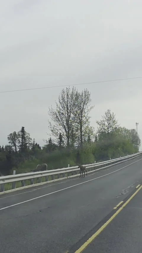 Moose Calf Tries To Get Over Highway Rail, Ninilchik, Alaska, USA - 07 Jun 2026 Stock Footage 337541880