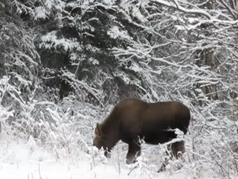 Moose calf in winter 動画素材 8990042