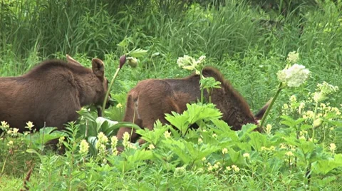 Moose Calves Munching 1 Video stock 7756045