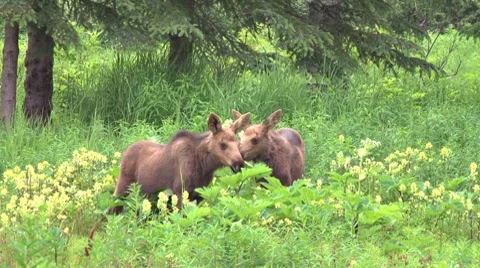 Moose Calves Munching 2 Stock Footage 7756182