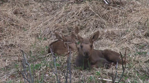 Moose Calves Sleeping Stock Footage 7750683