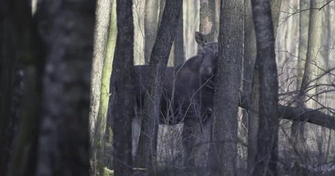 Moose camouflaged between trees, 4K slomo Stock Footage 172589196