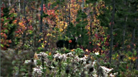 Moose camouflaged by foliage Video stock 271739