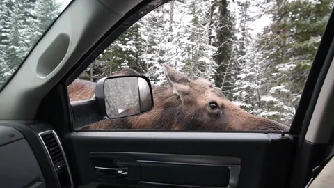 Moose checking out truck window in winter, 4k Stock Footage 255621673