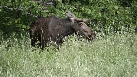 A moose chewing on plant matter. Stock-Footage 295820239