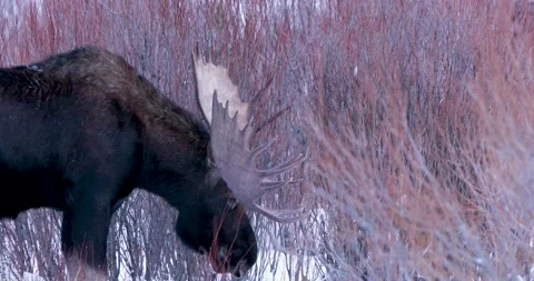 Moose Chewing Willow Bush 스톡 동영상 240037492