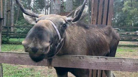 A moose close-up chewing Stock Footage 87495386