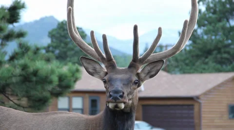 Moose (close-up) Stock Footage 32301268