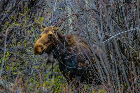 Moose in Colorado Фото