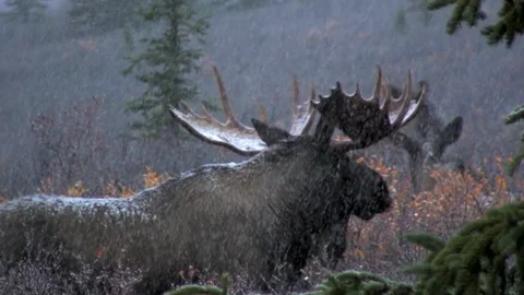 Moose Covered In Snow Ducks Behind Tree Stock Footage 92401353