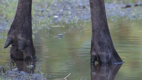 Moose Cow Adult Standing Fall Feet Hooves Legs Body Head Face in Alaska Stock Footage