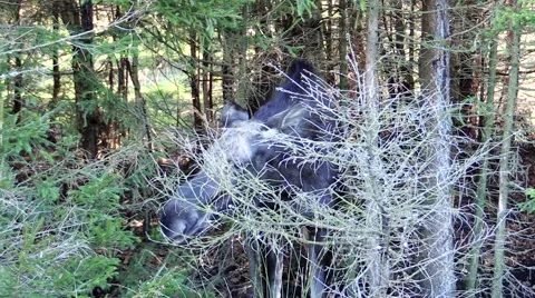 Moose cow eating Stock Footage 55859794