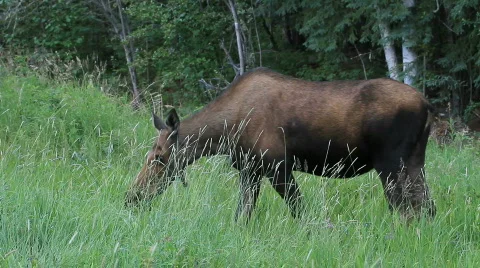 Moose cow grazing Alaska P HD 1523 Stock Footage
