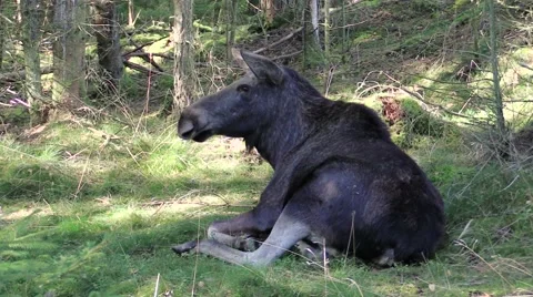 Moose cow resting on forest floor Stock Footage 55859656