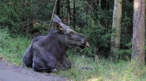 Moose cow resting in forest Stock Footage 55859693