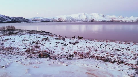 A moose cow stands with her two calves on a Scandinavian coast. White Stock Footage 267002553