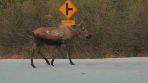 Moose crosses highways. alaska. spring day.  slowly crossing the road Stock Footage 337165895