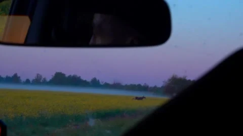 A moose crosses the road in front of a car. View from the car. Stock Footage 338120813