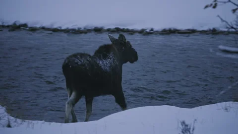 Moose Crossing River in Winter Landscape Stock Footage 313384685
