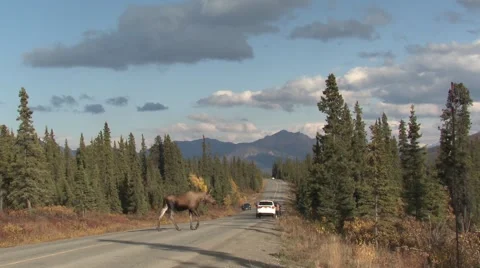 Moose Crossing Road in Denali National Park Alaska Stock Footage