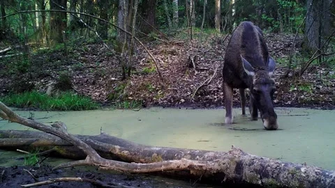Moose crossing a stream Stock Footage 328998268