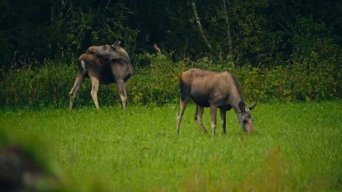 Moose Deer Foraging In A Grassy Area Bordered By Dense Foliage. Static Shot Vídeo Stock 331374605
