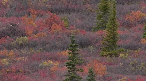 Moose In Denali Stock Footage