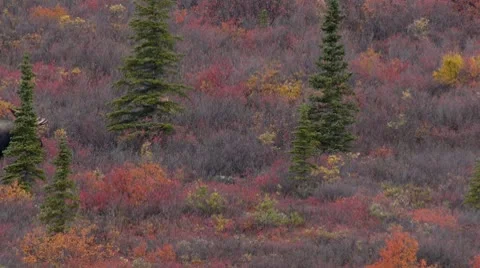 Moose In Denali Stockbeeldmateriaal 9052541