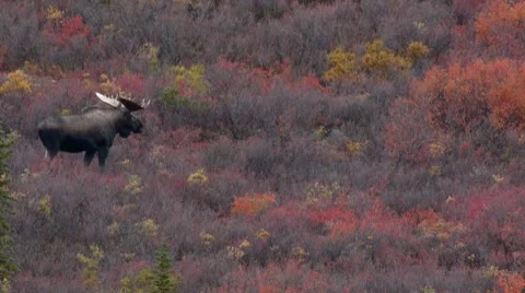 Moose In Denali 스톡 동영상 9052970