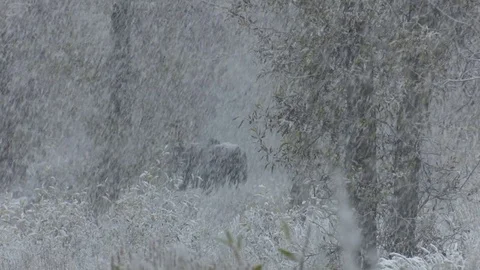 Moose Disappears Into Snow Storm Video stock 82177122
