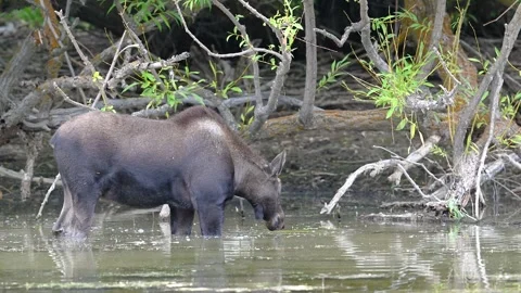 Moose drinking water Stock Footage 318580630