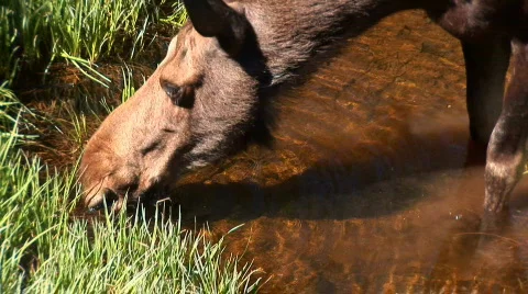 Moose drinking - zoom out Video stock 82459
