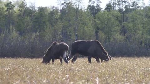 Moose eat young grass on floodplain meadows Stock Footage 104922122