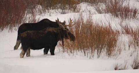 Moose eathing willows 1 Stock Footage 119503846