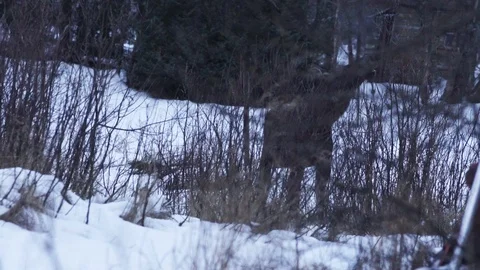 Moose eating 2 Stock Footage 89504944