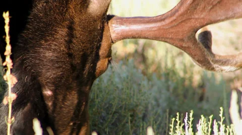 Moose eating close up Vídeos de archivo 32471966