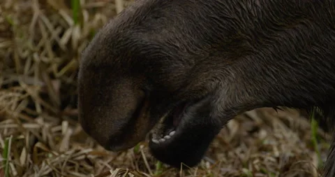 Moose eating close up Stock Footage 247100620
