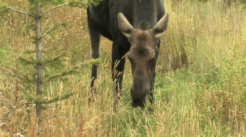 Moose Eating Stock Footage 270326