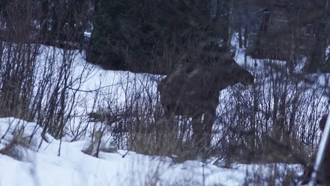 Moose eating Vídeos de archivo 89504945